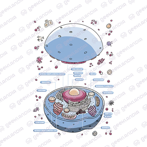 Estampa DTF UV Anatomia da Celula Animal